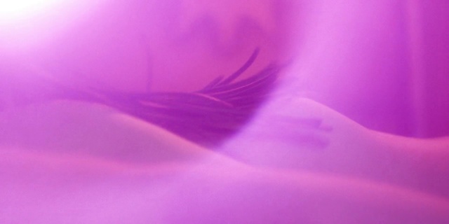 Video Reference N1: Violet, Purple, Pink, Lilac, Petal, Sky, Magenta, Flower, Plant, Macro photography