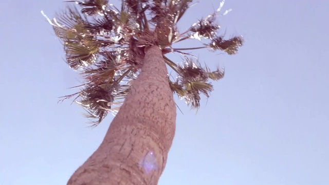 Video Reference N1: tree, sky, branch, twig, plant, plant stem, palm tree, arecales, trunk, Person