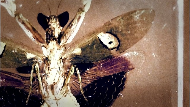 Video Reference N1: invertebrate, moths and butterflies, insect, organism, pollinator, moth, arthropod, membrane winged insect