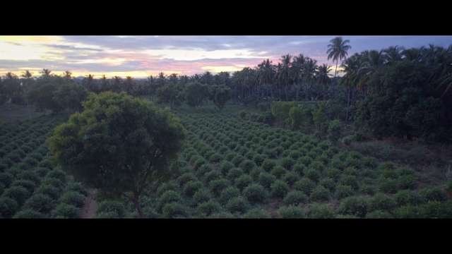 Video Reference N1: vegetation, ecosystem, sky, tree, wilderness, field, agriculture, atmosphere, morning, forest
