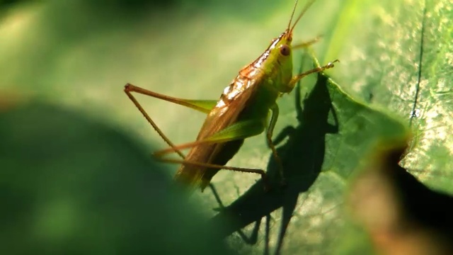 Video Reference N0: Insect, Invertebrate, Cricket, Locust, Cricket-like insect, Miridae, Grasshopper, Macro photography, Pest, Close-up