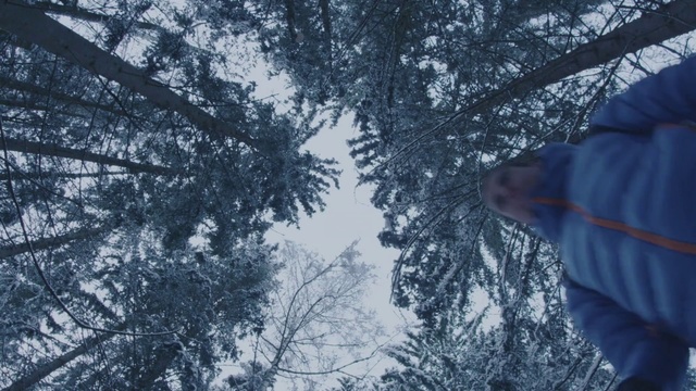 Video Reference N3: Tree, Branch, Atmospheric phenomenon, Sky, Woody plant, Winter, Leaf, Freezing, Plant, Forest