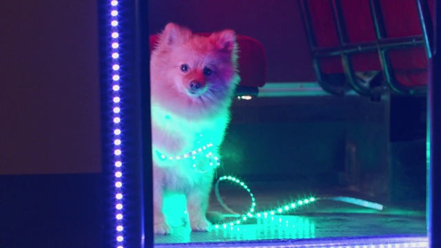 Video Reference N1: Blue, Light, Neon, Pomeranian, Technology, Spitz, Canidae