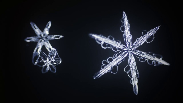 Video Reference N5: Snowflake, Organism