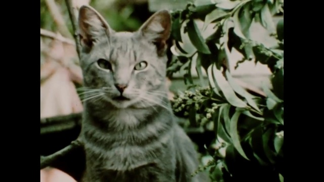 Video Reference N1: Cat, Mammal, Vertebrate, Small to medium-sized cats, Whiskers, Felidae, Carnivore, Green, Tabby cat, Domestic short-haired cat