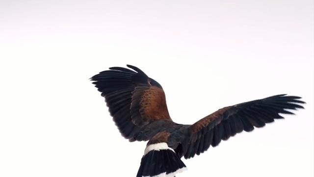 Video Reference N1: Bird, Eagle, Beak, Wing, Bird of prey, Accipitriformes, Bald eagle, Kite, Feather, Golden eagle