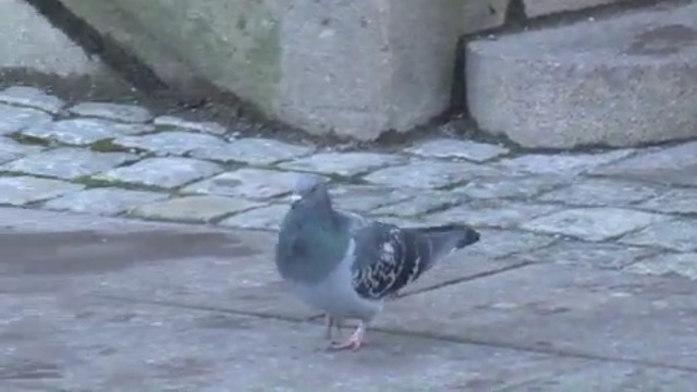 Video Reference N11: bird, pigeons and doves, fauna, beak, stock dove, tail, Person