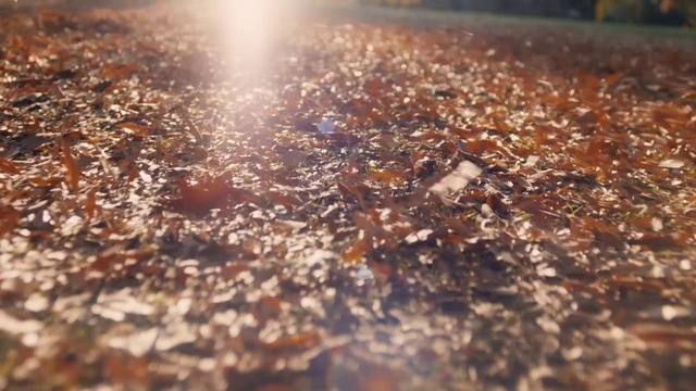 Video Reference N1: Water, Leaf, Brown, Sky, Sunlight, Close-up, Soil, Macro photography, Photography, Metal