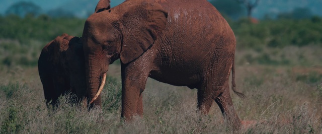 Video Reference N6: Elephant, Terrestrial animal, Elephants and Mammoths, Mammal, Vertebrate, Wildlife, Indian elephant, Grassland, Nature reserve, Wilderness