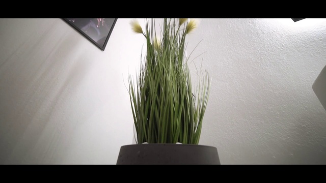 Video Reference N1: Flowerpot, Grass, Plant, Houseplant, Grass family, Wheatgrass, Flower, Ikebana, Floral design, Flowering plant