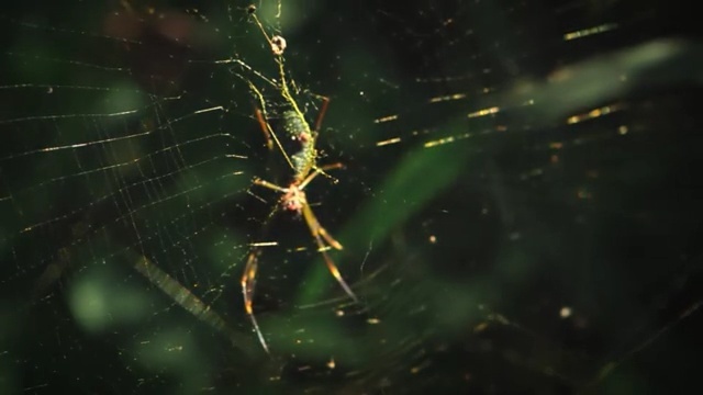 Video Reference N12: Spider web, Nature, Green, Macro photography, Invertebrate, Water, Organism, Spider, Sky, Darkness