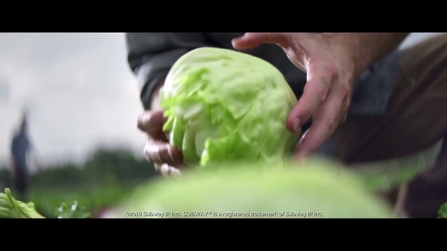 Video Reference N2: Cabbage, Vegetable, Plant, Food, Cruciferous vegetables, Local food, Fruit, Produce, Leaf vegetable
