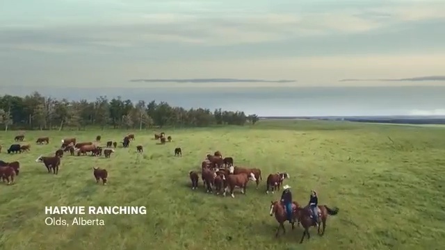 Video Reference N0: grassland, herd, pasture, ecosystem, steppe, prairie, ecoregion, cattle like mammal, grass, ranch