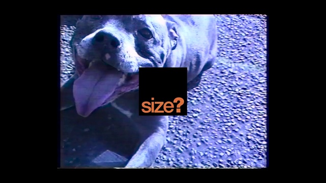Video Reference N1: Purple, Violet, Text, Organism, Font, Canidae, Snout, Photography, Graphic design, Photo caption