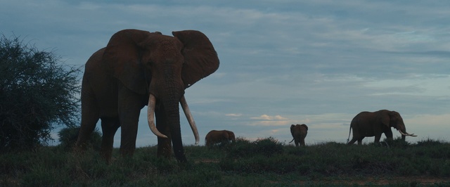 Video Reference N13: Elephant, Elephants and Mammoths, Terrestrial animal, Vertebrate, Wildlife, Mammal, Indian elephant, African elephant, Safari, Grassland