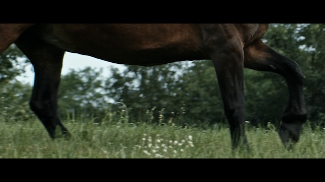 Video Reference N3: Horse, Wildlife, Grazing, Pasture, Grass, Terrestrial animal, Mane, Stallion, Mustang horse, Mare