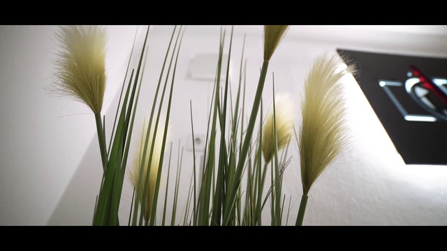 Video Reference N2: Nature, Grass, Grass family, Plant, Photography, Tree, Room, Architecture, Stock photography