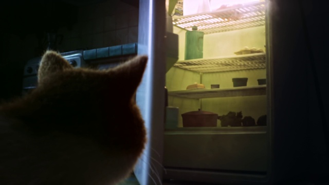 Video Reference N20: Cat, Whiskers, Snapshot, Felidae, Small to medium-sized cats, Window, Room, Photography, Tail, Carnivore