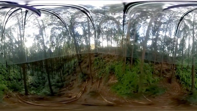 Video Reference N3: vegetation, tree, plant, forest, outdoor structure, greenhouse, grass, water, Person