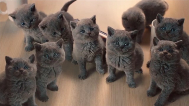 Video Reference N2: Cat, Mammal, Vertebrate, Small to medium-sized cats, Felidae, British shorthair, Russian blue, Nebelung, British longhair, Chartreux