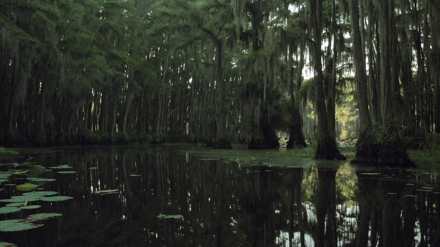 Video Reference N0: Nature, Natural environment, Swamp, Tree, Forest, Natural landscape, Bayou, Vegetation, Wetland, Nature reserve, Person