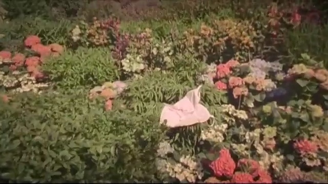 Video Reference N7: flower, plant, flora, leaf, spring, shrub, autumn, wildflower, grass, garden