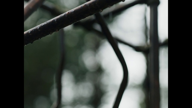 Video Reference N1: Branch, Twig, Tree, Monochrome, Black-and-white, Water, Monochrome photography, Leaf, Plant, Plant stem