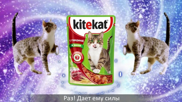 Video Reference N1: Cat, Felidae, Small to medium-sized cats, Cat food, Kitten, European shorthair, Organism, Carnivore, Pet food, Cat supply