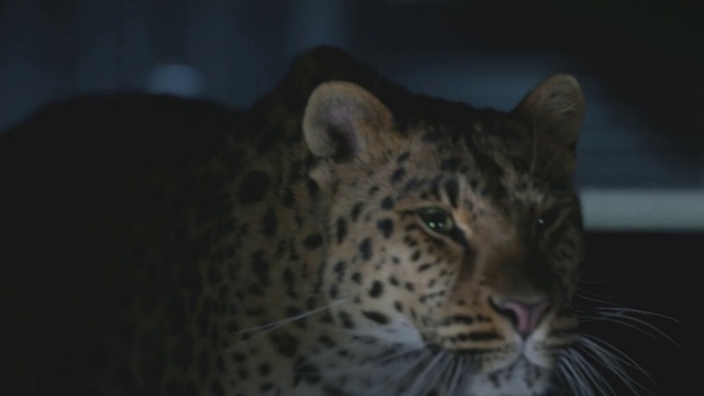 Video Reference N2: Vertebrate, Wildlife, Terrestrial animal, Leopard, Mammal, Felidae, Whiskers, Jaguar, Big cats, Snout