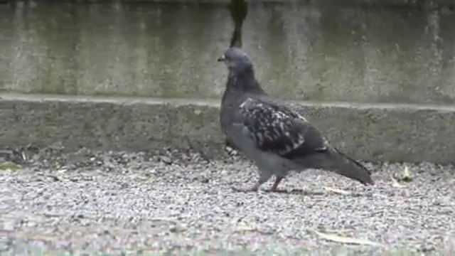 Video Reference N14: bird, pigeons and doves, fauna, beak, stock dove, falcon