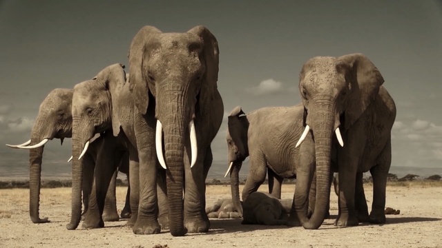Video Reference N9: elephant, elephants and mammoths, terrestrial animal, wildlife, indian elephant, mammal, fauna, african elephant, tusk, zoo