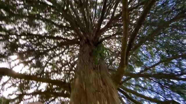 Video Reference N6: Tree, Nature, Plant, Woody plant, Trunk, Branch, Bigtree, Nature reserve, Forest, Old-growth forest