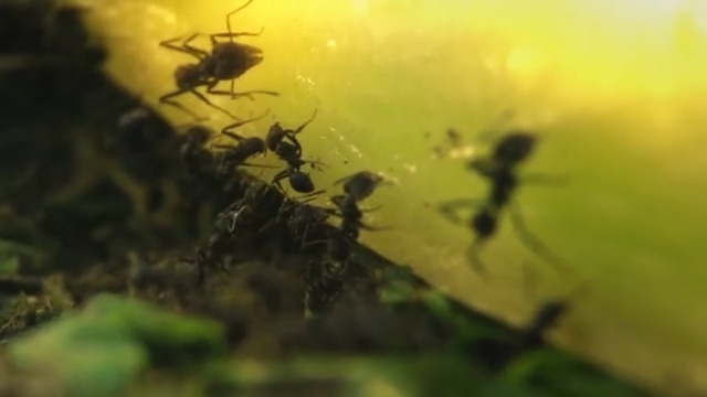 Video Reference N7: Nature, Insect, Green, Yellow, Pest, Invertebrate, Macro photography, Aphids, Organism, Membrane-winged insect