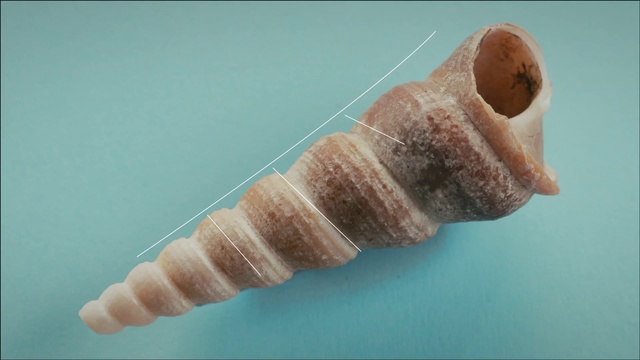 Video Reference N0: Finger, Sea snail, Tooth