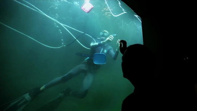 Video Reference N7: Underwater, Underwater diving, Divemaster, Organism, Scuba diving, Marine biology, Freediving, Aquanaut, Diving equipment, Recreation