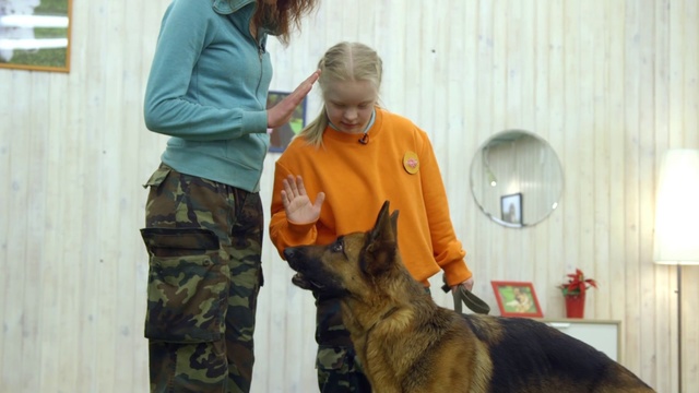 Video Reference N7: Dog, Canidae, Dog breed, Police dog, Carnivore, Obedience training, Working dog, German shepherd dog