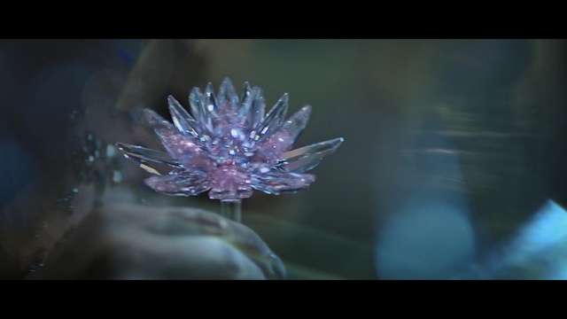Video Reference N0: water, close up, macro photography, darkness, organism, flora, computer wallpaper, flower, sea anemone, marine biology