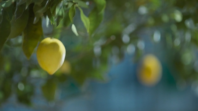 Video Reference N0: yellow, vegetation, citrus, sunlight, branch, tree, flora, leaf, sky, close up