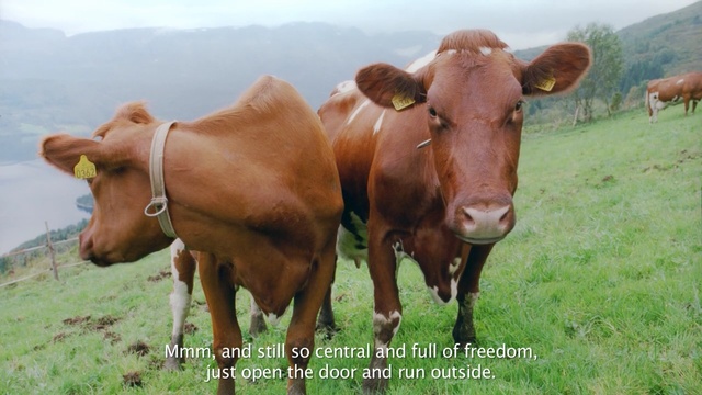 Video Reference N5: cattle like mammal, pasture, fauna, grassland, dairy cow, grazing, cow goat family, grass, livestock, meadow