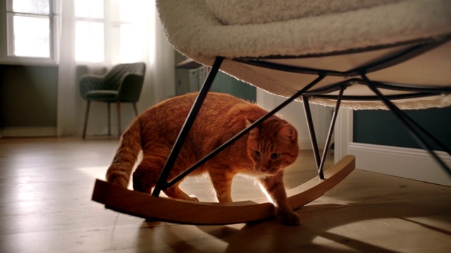 Video Reference N4: Cat, Small to medium-sized cats, Felidae, Whiskers, Tabby cat, Carnivore, Floor, Furniture, Table, Wood