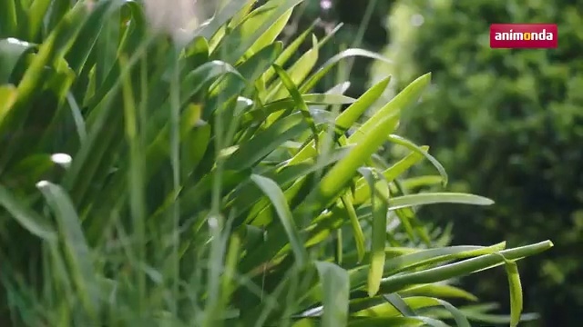 Video Reference N4: Plant, Grass, Flower, Grass family, Flowering plant, Leaf, Sweet grass, Rock samphire, Hierochloe, Shrub