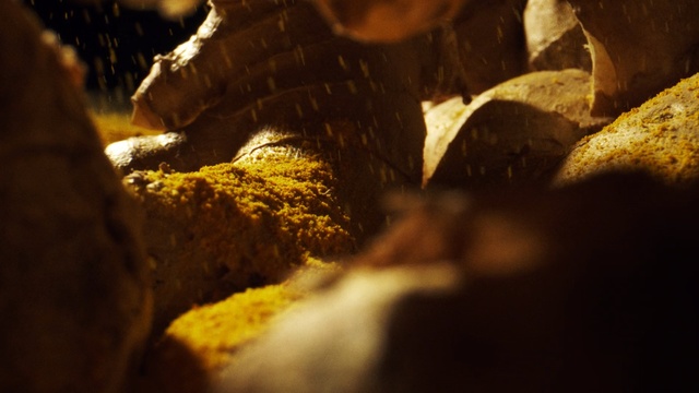 Video Reference N4: Yellow, Leaf, Light, Rock, Sunlight, Sky, Brown, Water, Tree, Formation