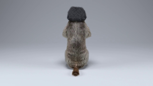 Video Reference N0: Fur, Wool, Tail, Marmot