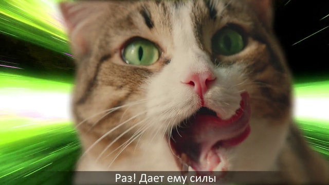 Video Reference N3: Cat, Whiskers, Small to medium-sized cats, Felidae, Facial expression, Nose, Snout, Close-up, European shorthair, Aegean cat