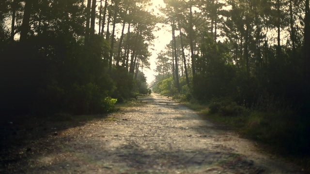 Video Reference N3: Nature, Natural environment, Sunlight, Tree, Forest, Dirt road, Light, Road, Woodland, Natural landscape