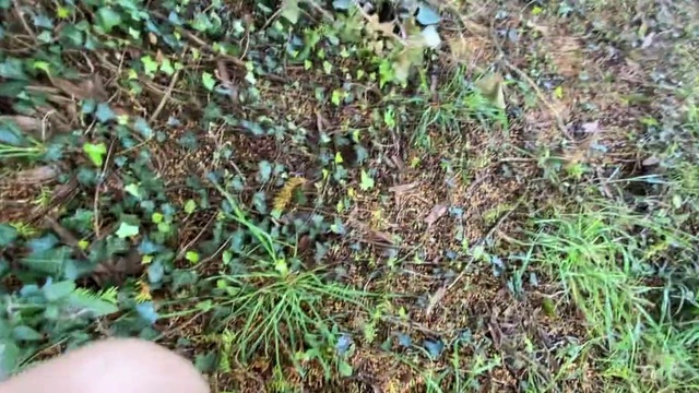 Video Reference N8: Grass, Soil, Plant, Grass family, Lawn, Groundcover, Weed, Flower, Sedge family