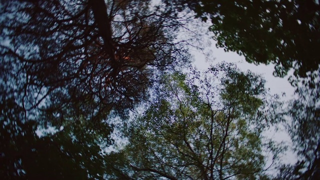 Video Reference N3: Tree, Nature, Sky, Branch, Vegetation, Water, Natural environment, Leaf, Reflection, Woody plant
