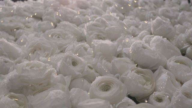 Video Reference N0: White, Petal, Flower, Plant