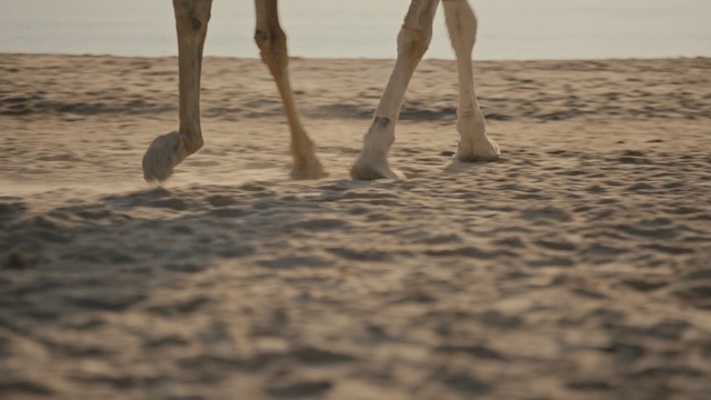 Video Reference N0: Sand, Wood, Tree, Camel, Beach, Landscape, Leg, Vacation, Sea, Soil, Person