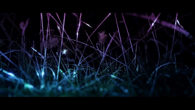 Video Reference N2: Black, Nature, Darkness, Light, Purple, Grass, Electric blue, Violet, Atmosphere, Organism